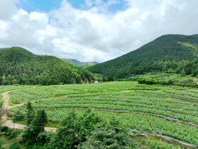有机认证种植基地