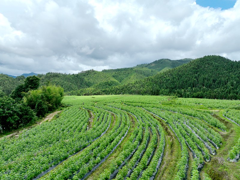 有机认证种植基地