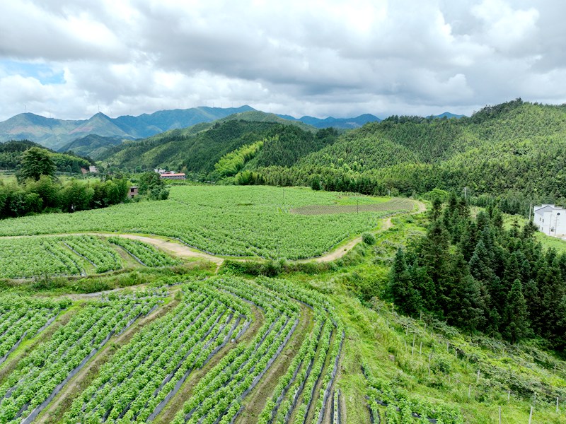 ​有机认证种植基地​